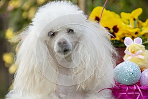 Toy poodle puppy on grass next to Easter Basket