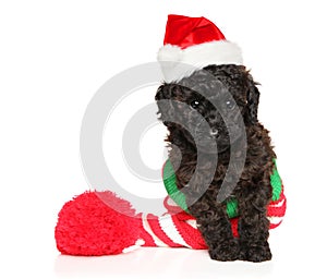 A Toy Poodle puppy in a New Year s hat
