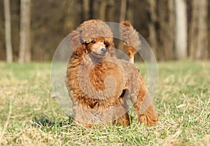 Toy poodle puppy portrait (outdoor)