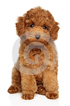Toy Poodle puppy portrait on a white background