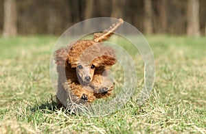 Toy poodle puppy running