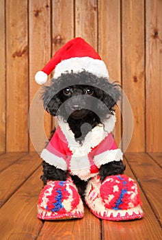 Toy poodle puppy in Santa Claus hat