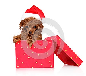 Toy Poodle puppy in Santa s red hat sits in gift box