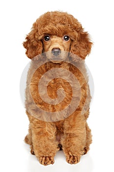 Toy Poodle puppy sits on a white background