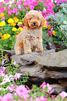 Toy Poodle puppy sitting in flowerbed