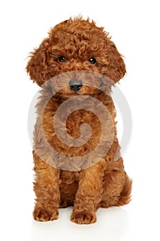 Toy Poodle puppy sitting on white background