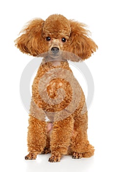 Toy Poodle puppy on white background