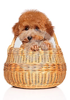 Toy Poodle puppy on white background