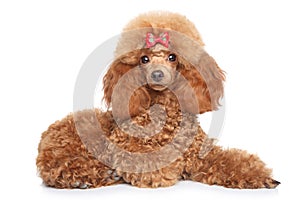 Toy poodle puppy on a white background