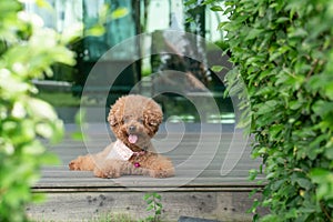 Toy Poodle resting on wooden floor