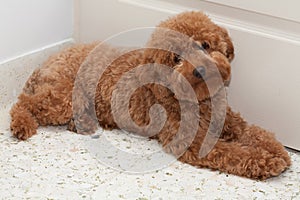 Toy Poodle with a sad expression 2