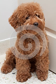 Toy Poodle with a sad expression 4