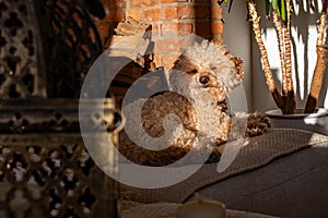 Toy poodle sat in the sunshine, a smile on her face as she warms in the sun