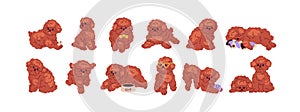 Toy poodle set. Cute miniature curly puppies of small canine breed. Funny mini dogs walking, playing, lying. Adorable