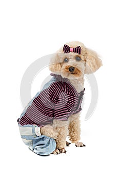 Toy poodle sitting on a white background in striped clothes.