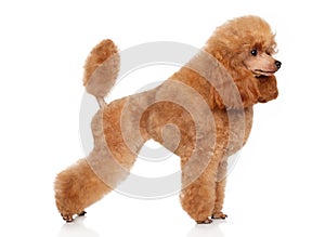 Toy poodle in stand