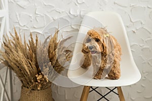 Toy poodle stand on white chair and show tongue in camera