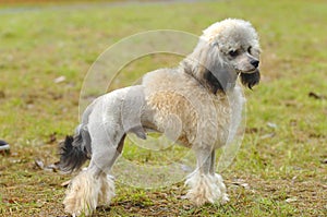 Toy poodle standing