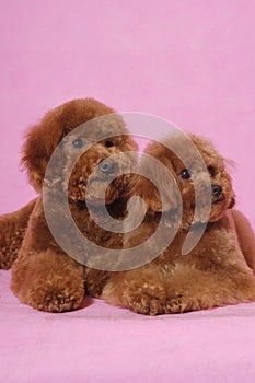 Toy Poodle teddy bear