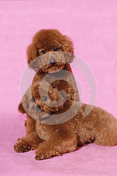 Toy Poodle teddy bear