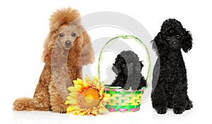 Toy poodle. Two adult dogs and a puppy