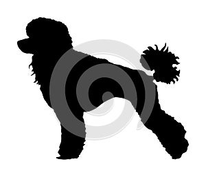 Toy Poodle vector silhouette. Portrait of Royal Poodle vector silhouette. French black poodle.