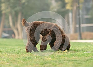 Toy poodle was looking for something