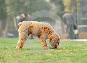 Toy poodle was looking for something