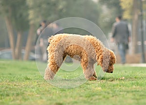 Toy poodle was looking for something