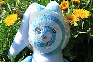 A toy rabbit head, made of plush in the green grass in dandelions. Rabbit - a symbol of 2023