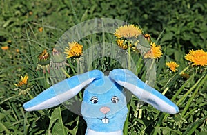A toy rabbit head, made of plush in the green grass in dandelions. Rabbit - a symbol of 2023 year