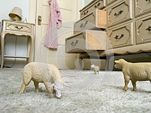 Toy sheep on carpet graze on a carpet as toy animals take over a house
