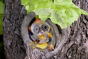 A toy small owl made of wool with beady eyes and a plastic beak in light colors