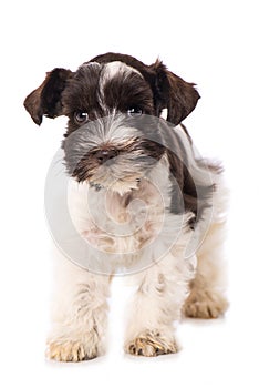 Toy snauzer puppy isolated on white background