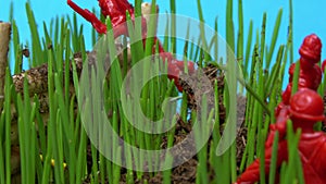 Toy soldiers holding the defense behind the barricade fall because of the growing grass in timelapse