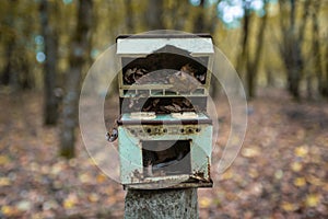 Toy stove in the kindergarten at the abandoned village Kopachi near Chernobyl