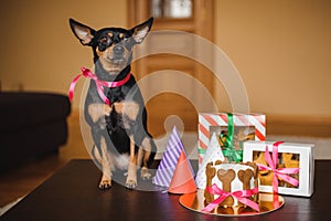 Toy terrier and dog cake , cookie in boxes with birthday hat