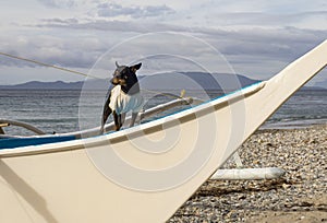 Toy Terrier dog on a fishing boat and in a white T-shirt looks into the distance!