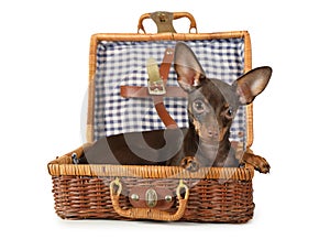 Toy Terrier dog lying in a suitcase for picnic