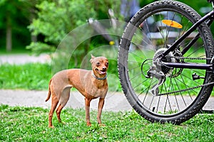 Toy Terrier dog next to bicycle  wheel in spring park