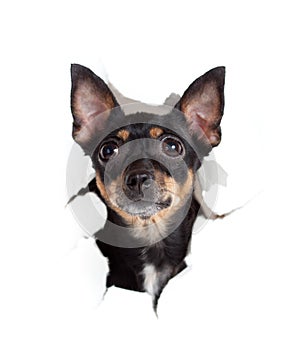 Toy terrier dog in paper side torn hole