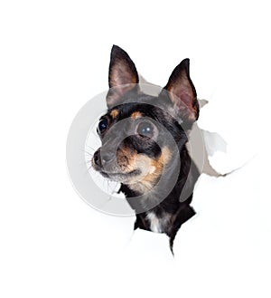 Toy terrier dog in paper side torn hole isolated