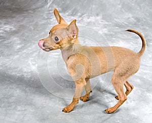 Toy Terrier dog