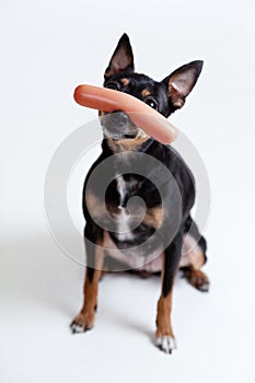 Toy terrier dog with sausage on nose