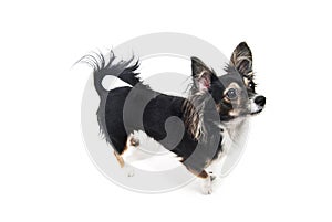 Toy terrier dog standing isolated on white