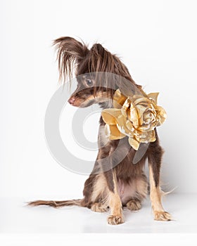 Toy Terrier female breed dog puppy chocolate rare with golden flower rose decoration on neck. Studio shot pet animal postcard