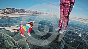 Toy Terrier in funny clothes and funny shoes plays with ball on beautiful ice in cracks. Mom and daughter in sports