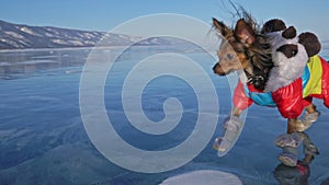 Toy Terrier in funny clothes and funny shoes plays with ball on beautiful ice in cracks. Mom and daughter in sports