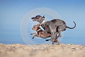 Toy terrier and greyhound run