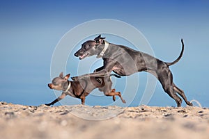 Toy terrier and greyhound run